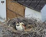 Capi_Dubne_20260509_191503.jpg