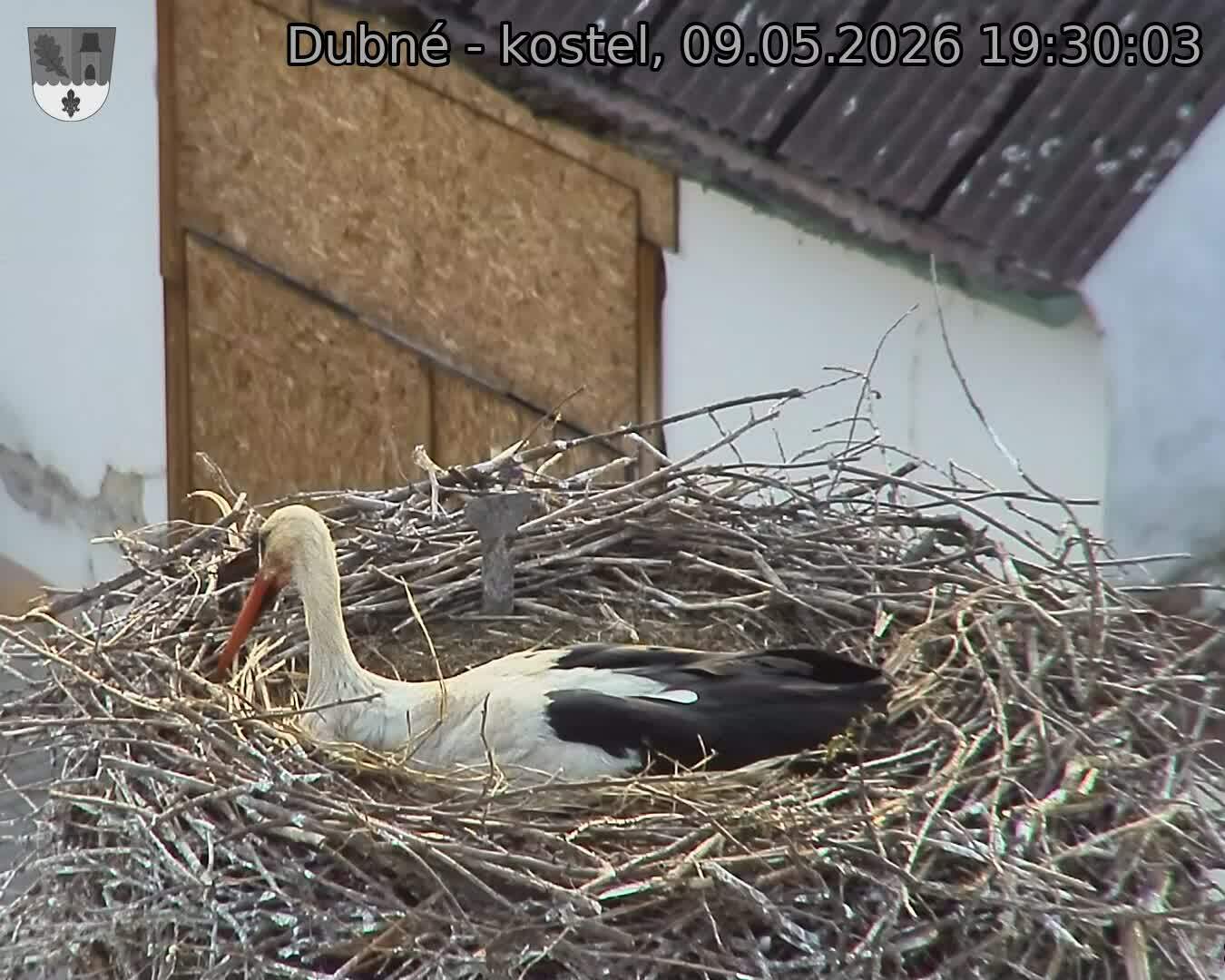 Capi_Dubne_20260509_193003.jpg (1350&nbsp;x&nbsp;1080)