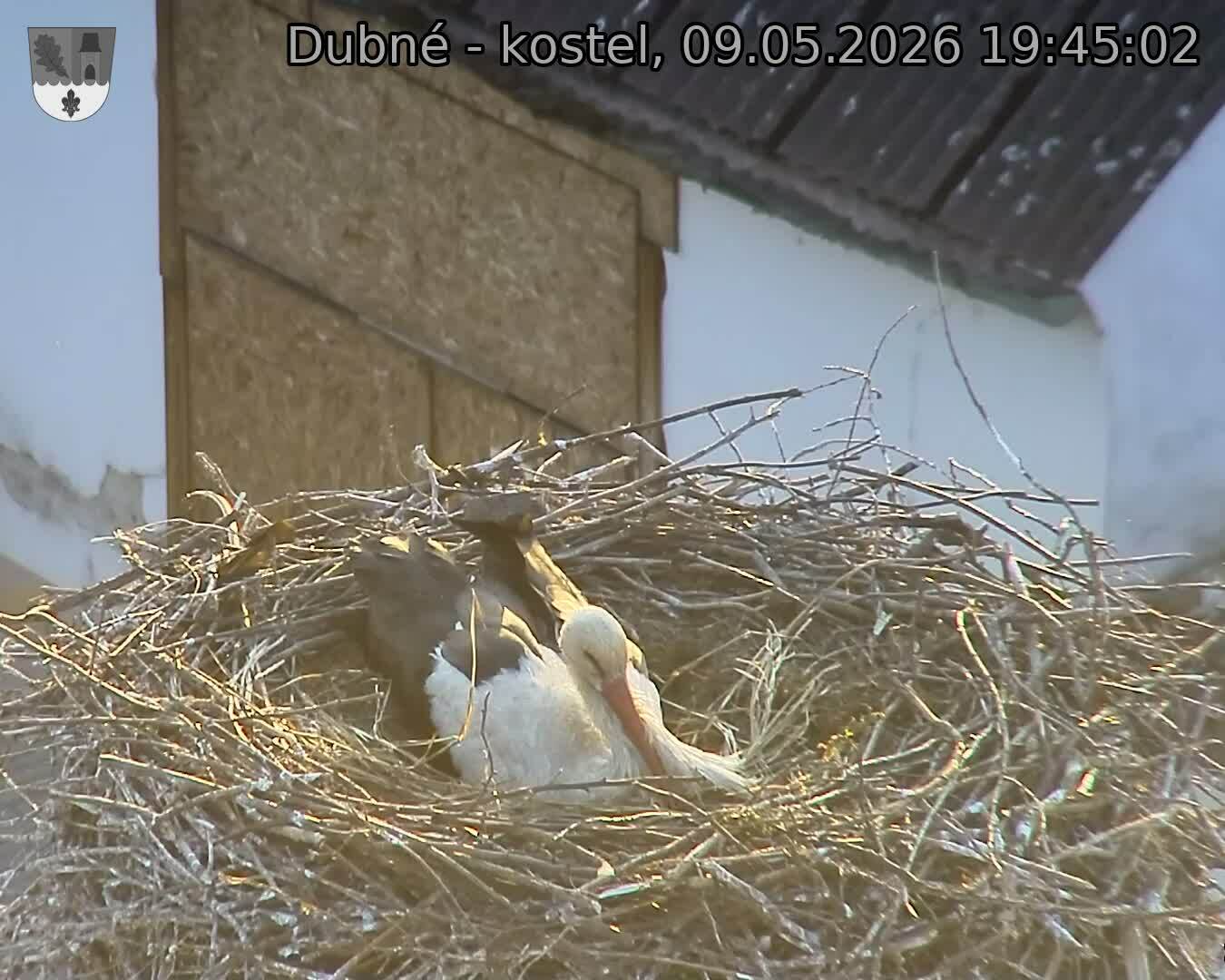Capi_Dubne_20260509_194502.jpg (1350&nbsp;x&nbsp;1080)
