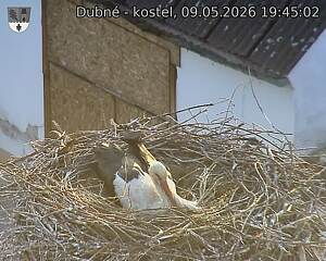 Capi_Dubne_20260509_194502.jpg (1350&nbsp;x&nbsp;1080)
