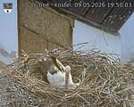 Capi_Dubne_20260509_195003.jpg