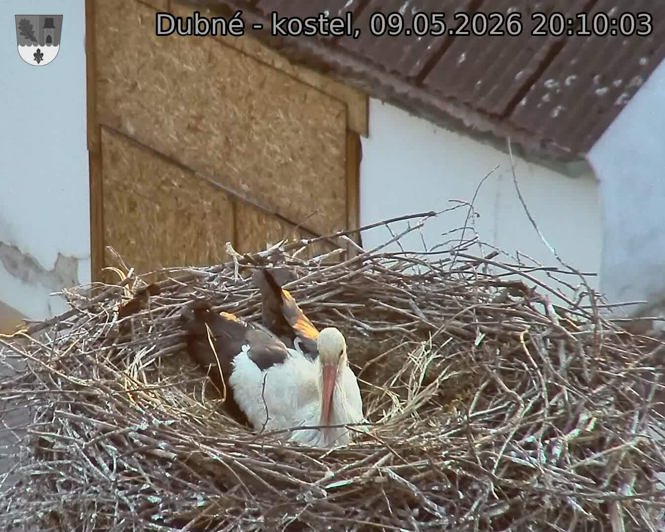 Capi_Dubne_20260509_201003.jpg (1350&nbsp;x&nbsp;1080)