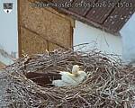 Capi_Dubne_20260509_201503.jpg