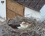 Capi_Dubne_20260509_202003.jpg