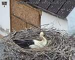 Capi_Dubne_20260509_202503.jpg
