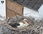 Capi_Dubne_20260509_204003.jpg
