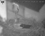 Capi_Dubne_20260509_211003.jpg
