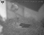 Capi_Dubne_20260509_211502.jpg