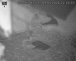 Capi_Dubne_20260509_221003.jpg