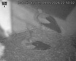 Capi_Dubne_20260509_225002.jpg