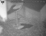 Capi_Dubne_20260510_001502.jpg