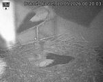 Capi_Dubne_20260510_002003.jpg