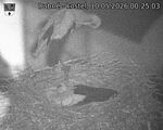 Capi_Dubne_20260510_002503.jpg