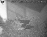 Capi_Dubne_20260510_003502.jpg