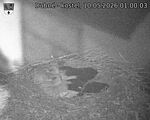 Capi_Dubne_20260510_010003.jpg