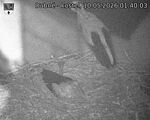 Capi_Dubne_20260510_014003.jpg