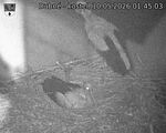 Capi_Dubne_20260510_014503.jpg