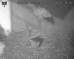 Capi_Dubne_20260510_023002.jpg