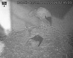 Capi_Dubne_20260510_024503.jpg