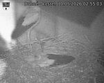 Capi_Dubne_20260510_025503.jpg