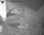 Capi_Dubne_20260510_040503.jpg