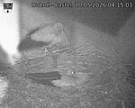 Capi_Dubne_20260510_041503.jpg