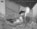 Capi_Dubne_20260510_050002.jpg
