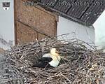 Capi_Dubne_20260510_051502.jpg