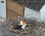 Capi_Dubne_20260510_053003.jpg
