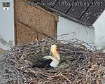 Capi_Dubne_20260510_053503.jpg