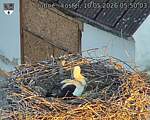 Capi_Dubne_20260510_055003.jpg
