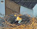 Capi_Dubne_20260510_055503.jpg