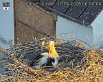 Capi_Dubne_20260510_060004.jpg