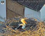 Capi_Dubne_20260510_060503.jpg