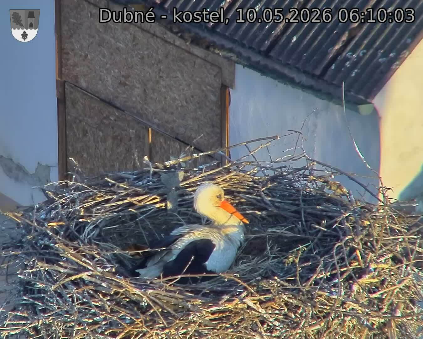 Capi_Dubne_20260510_061003.jpg (1350&nbsp;x&nbsp;1080)