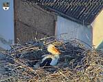 Capi_Dubne_20260510_061003.jpg