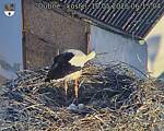Capi_Dubne_20260510_061504.jpg