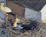 Capi_Dubne_20260510_063004.jpg