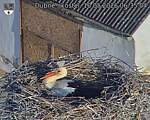 Capi_Dubne_20260510_063504.jpg