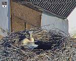 Capi_Dubne_20260510_064503.jpg