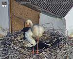 Capi_Dubne_20260510_070003.jpg