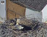 Capi_Dubne_20260510_070503.jpg