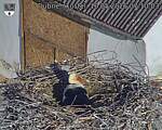 Capi_Dubne_20260510_071003.jpg