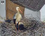 Capi_Dubne_20260510_072003.jpg