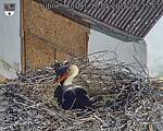Capi_Dubne_20260510_072503.jpg