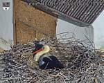 Capi_Dubne_20260510_073004.jpg