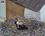 Capi_Dubne_20260510_075002.jpg