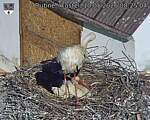 Capi_Dubne_20260510_082504.jpg
