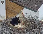 Capi_Dubne_20260510_083003.jpg