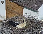 Capi_Dubne_20260510_085502.jpg